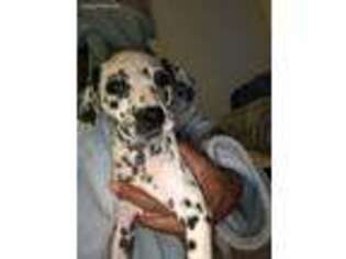 Dalmatian Puppy for sale in Vallejo, CA, USA