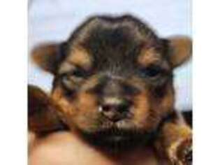 Yorkshire Terrier Puppy for sale in Bountiful, UT, USA