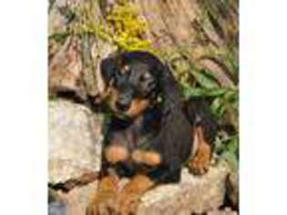 Doberman Pinscher Puppy for sale in Hartville, MO, USA