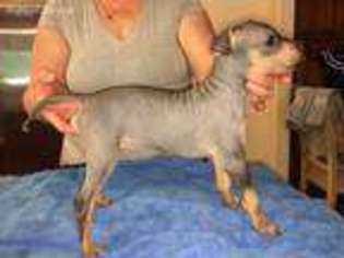 American Hairless Terrier Puppy for sale in La Habra, CA, USA