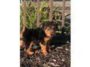 Welsh Terrier Puppy for sale in Crown City, OH, USA