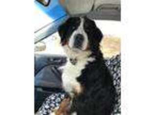 Bernese Mountain Dog Puppy for sale in Accident, MD, USA