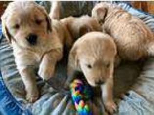 Golden Retriever Puppy for sale in Charlottesville, VA, USA