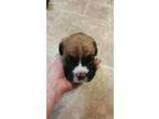 Boxer Puppy for sale in Bristow, VA, USA