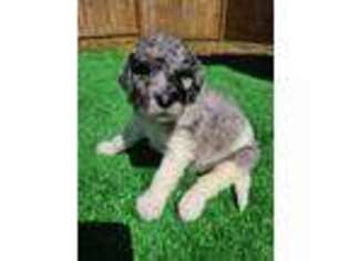Newfoundland Puppy for sale in Hattiesburg, MS, USA