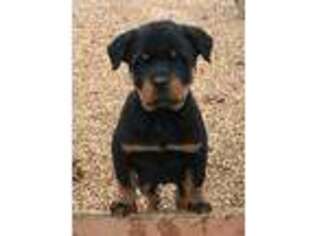 Rottweiler Puppy for sale in Thayer, MO, USA