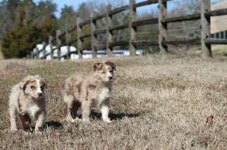 Australian Shepherd Puppy for sale in DOVER, AR, USA