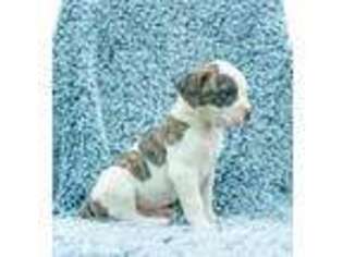 American Bulldog Puppy for sale in Newmanstown, PA, USA