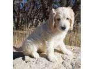Goldendoodle Puppy for sale in Mount Pleasant, UT, USA