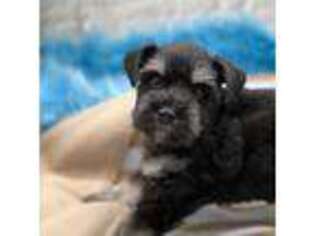 Mutt Puppy for sale in Owosso, MI, USA