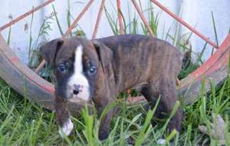 Boxer Puppy for sale in Warwick, RI, USA