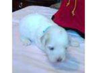Coton de Tulear Puppy for sale in Mount Airy, NC, USA