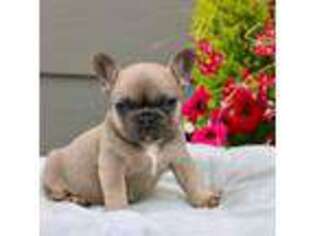 French Bulldog Puppy for sale in Castle Rock, WA, USA