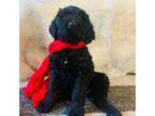 Labradoodle Puppy for sale in San Jose, CA, USA