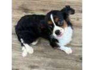Cavalier King Charles Spaniel Puppy for sale in Colonial Beach, VA, USA