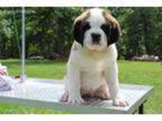 Saint Bernard Puppy for sale in Birch Tree, MO, USA