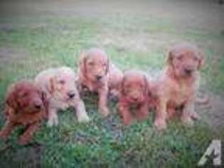 Labradoodle Puppy for sale in NORTH VERNON, IN, USA