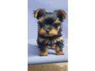Yorkshire Terrier Puppy for sale in Russell, IA, USA