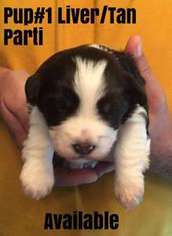 Mutt Puppy for sale in JONESBOROUGH, TN, USA