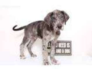 Great Dane Puppy for sale in Naples, FL, USA