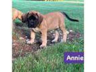 Mastiff Puppy for sale in New Park, PA, USA