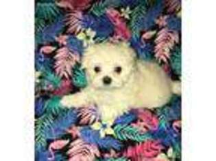 Maltese Puppy for sale in Yukon, OK, USA