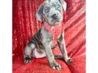 Cane Corso Puppy for sale in Pearland, TX, USA