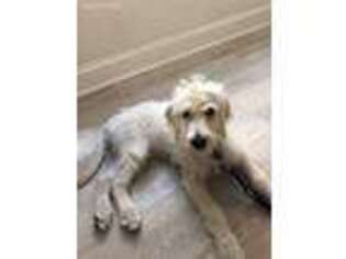 Labradoodle Puppy for sale in Saint Petersburg, FL, USA