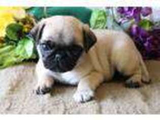 Pug Puppy for sale in Narvon, PA, USA