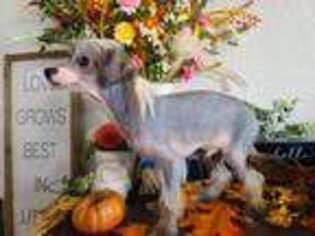 Chinese Crested Puppy for sale in Miami, OK, USA
