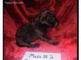 Bullmastiff Puppy for sale in Royalston, MA, USA