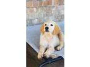 Golden Retriever Puppy for sale in Rockwall, TX, USA