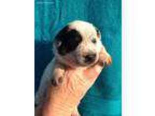 Australian Cattle Dog Puppy for sale in State Road, NC, USA