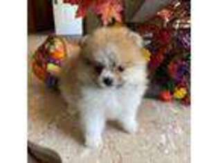 Pomeranian Puppy for sale in Hemingway, SC, USA