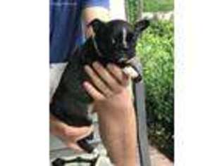 Boston Terrier Puppy for sale in Turbeville, SC, USA