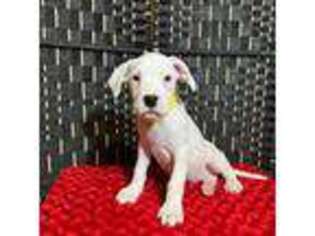 Dogo Argentino Puppy for sale in Uvalde, TX, USA