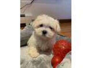 Maltese Puppy for sale in Fort Lee, NJ, USA