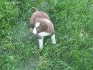 Border Collie Puppy for sale in Glencoe, MN, USA