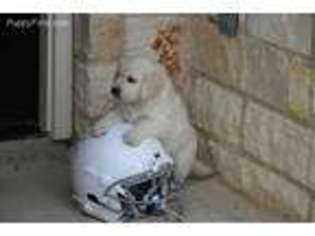 Golden Retriever Puppy for sale in San Antonio, TX, USA