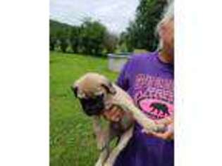 Mastiff Puppy for sale in Bainbridge, OH, USA