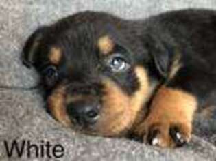 Rottweiler Puppy for sale in Sheridan, IN, USA