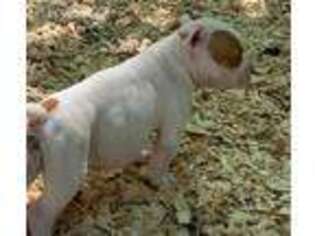American Bulldog Puppy for sale in Gastonia, NC, USA