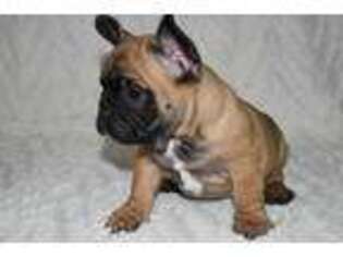 French Bulldog Puppy for sale in King, NC, USA