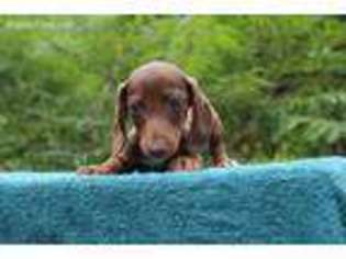 Dachshund Puppy for sale in Russellville, KY, USA