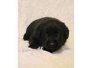 Labrador Retriever Puppy for sale in Fall Creek, WI, USA