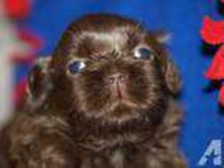 Mutt Puppy for sale in ALEDO, TX, USA