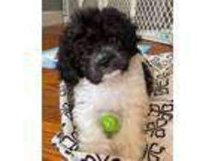 Cavapoo Puppy for sale in Chesapeake, VA, USA