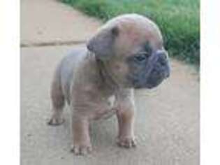 French Bulldog Puppy for sale in Lincoln, NE, USA