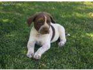 German Shorthaired Pointer Puppy for sale in Barstow, CA, USA