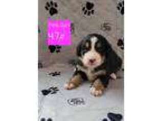 Bernese Mountain Dog Puppy for sale in Gouverneur, NY, USA